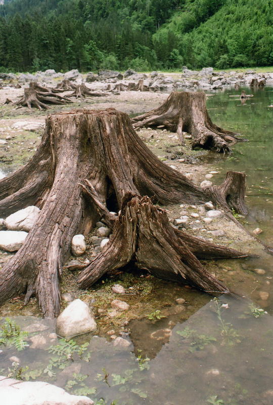 20_Old_tree_stumps.jpg